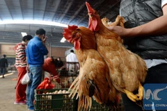 Ảnh minh họa. (Nguồn: Tân Hoa xã)