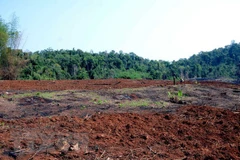 Ảnh minh họa. (Nguồn: TTXVN)