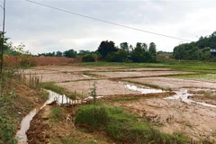 Người dân vô cùng xót xa khi thấy bùn đất từ dự án quỹ đất dân cư của huyện tràn xuống đỏ đồng. (Ảnh: Tuấn Anh/TTXVN)