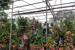 Vựa quất Tứ Liên đảm bảo phòng chống dịch cho người tham quan, mua sắm quất dịp Tết Nguyên đán Tân Sửu 2021. (Ảnh Mạnh Khánh/Vietnam+)