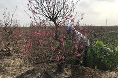 Chủ vườn đào đánh gốc đào cho khách ở thành phố Hải Dương. (Ảnh: Tiến Vĩnh/TTXVN)