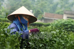 Thu hoạch chè búp tươi. (Ảnh: Trọng Đạt/TTXVN)