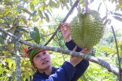 Chị Nguyễn Thị Lan thôn Ea Mkeng, xã Ea Bar, huyện Sông Hinh, tỉnh Phú Yên trồng sầu riêng theo mô hình hữu cơ. (Ảnh: Xuân Triệu/TTXVN)