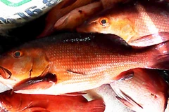 Người dân không nên thử các động vật lạ, nhất là cá nóc hay một số loại cá hồng. (Ảnh minh họa).