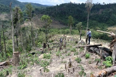 Những diện tích rừng bị tàn phá tại tiểu khu 704, xã Cư Bông (huyện Ea Kar) khu vực giáp ranh với xã Cư Pui (huyện Krông Bông), tỉnh Đắk Lắk. (Ảnh: TTXVN)