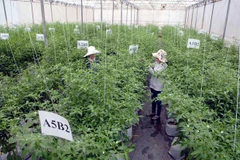 Một khu nông nghiệp công nghệ cao. (Nguồn: TTXVN)