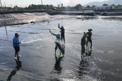 Công nhân vệ sinh ao nuôi tại cơ sở nuôi tôm công nghệ cao ở tỉnh Bà Rịa-Vũng Tàu. (Ảnh: Hoàng Nhị/TTXVN)