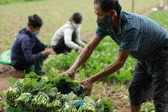 Hộ nông dân Nguyễn Đức Hiếu ở thôn Tiền Lệ, xã Tiền Yên, huyện Hoài Đức, thu hoạch rau cải xanh để phục vụ người dân trong những ngày thực hiện giãn cách xã hội. (Ảnh: Vũ Sinh/TTXVN)