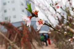 Ảnh minh họa. (Nguồn: TTXVN)