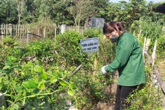 Chăm sóc giống cây dược liệu. (Ảnh: Hoàng Nguyên/TTXVN)