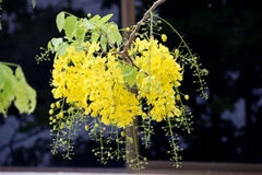 Dook Khoun, loài hoa báo Tết vào mỗi dịp Bun Pi Mày. (Ảnh: Phạm Kiên/Vietnam+)