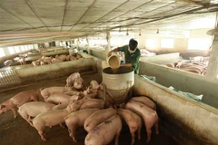 Một trang trại chăn nuôi lợn. (Nguồn: TTXVN)