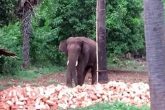 Một con voi rừng ở Ấn Độ. (Nguồn: Hindustantimes)