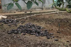 Giá bơ rớt xuống có nơi chỉ còn 1.000 đồng/kg, các nhà vườn để bơ chín rụng đầy gốc đã thối đen. (Ảnh: Hoàng Nhị/TTXVN)