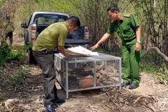Lực lượng chức năng tỉnh Đắk Nông thả kỳ đà vân về môi trường tự nhiên. (Ảnh: TTXVN phát)