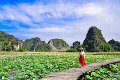 Con đường gỗ nằm giữa hồ sen nở rộ với một bên là cánh đồng lúa một bên là đỉnh Hang Múa, Ninh Bình tạo nên khung cảnh lãng mạn, thơ mộng. (Ảnh: CTV/Vietnam+)