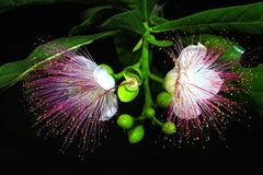 Vẻ đẹp lung linh, huyền ảo được ví như 'Nữ hoàng bóng đêm' của hoa bàng vuông Trường Sa. (Ảnh: Thành Đạt/TTXVN)