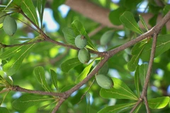 Cây bàng lá nhỏ. (Nguồn: Cayvietnam.com)