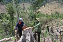 Những diện tích rừng bị tàn phá tại tiểu khu 704, xã Cư Bông, huyện Ea Kar, tỉnh Đắk Lắk. (Ảnh: TTXVN)