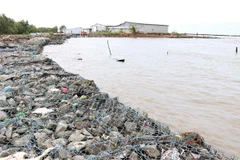 Đê biển Tây ở Cà Mau bị sạt lở nghiêm trọng. (Ảnh: Huỳnh Anh/TTXVN)