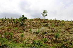 Ảnh minh họa. (Nguồn: Vietnam+)