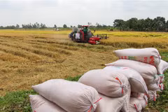 Nông dân thị xã Long Mỹ (Hậu Giang) thu hoạch lúa Đông Xuân 2020-2021. (Ảnh: TTXVN)