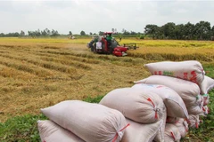 Nông dân thị xã Long Mỹ (Hậu Giang) thu hoạch lúa Đông Xuân 2020-2021. (Ảnh: TTXVN)