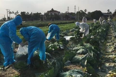 Hội phụ nữ phường Hiến Thành thu hoạch và bán bắp cải giúp các gia đình đang bị cách ly, phong tỏa. (Ảnh: Mạnh Minh/TTXVN)