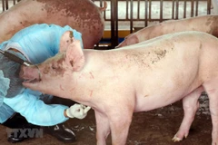 Ảnh minh họa. (Nguồn: TTXVN)