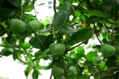 Quả của cây bàng vuông. (Ảnh: Mạnh Linh/TTXVN)