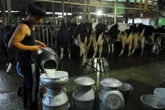 Lọc và trữ sữa vào bình để đưa đi tiêu thụ. (Ảnh minh họa: Mạnh Linh/TTXVN)