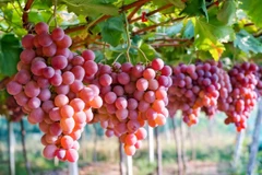 Nho Australia. (Nguồn: Đại sứ quán Australia tại Việt Nam)