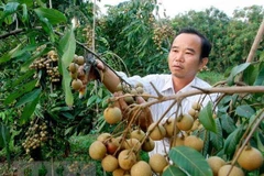 Đại biểu Quốc hội: Bộ trưởng Bộ Nông nghiệp trả lời thẳng vào vấn đề