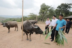Nhờ vay vốn chính sách mà nhiều hộ đồng bào ở thôn Nậm Chim 1, xã Si Pa Phìn, huyện Nậm Pồ đã thay đổi hẳn cuộc sống. (Ảnh: CTV/Vietnam+)