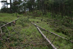 Lâm Đồng điều tra, xử lý nghiêm vụ phá rừng từ thông tin báo chí