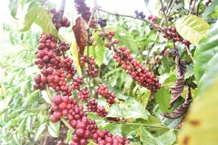 Giúp doanh nghiệp Việt Nam gia tăng xuất khẩu vào thị trường Algeria