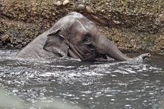 Một loại virus nguy hiểm tấn công vườn thú ở Thụy Sĩ