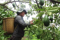 Quả bơ Việt Nam chính thức đổ bộ vào thị trường Australia