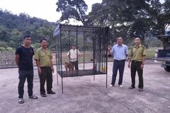 Vườn Quốc gia Kon Ka Kinh đã tiếp nhận 100 cá thể động vật quý hiếm 