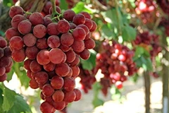 Chùm nho hảo hạng được bán đấu giá kỷ lục hơn 10.000 USD tại Nhật Bản 