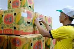 Lô sầu riêng xuất khẩu đầu tiên của Công ty Trách nhiệm hữu hạn thương mại sản xuất Long Thủy. (Ảnh: Nguyễn Dũng/TTXVN)