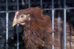 Mỹ thông báo ca đầu tiên nhiễm cúm gia cầm H5 ở người