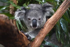 Australia liệt gấu koala vào danh sách có nguy cơ tuyệt chủng