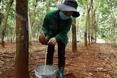 Đắk Nông phạt doanh nghiệp chế biến mủ cao su gây ô nhiễm môi trường