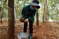 Đắk Nông phạt doanh nghiệp chế biến mủ cao su gây ô nhiễm môi trường