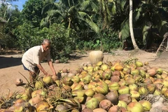 Giá dừa khô giảm sâu xuống mức thấp kỷ lục trong những năm gần đây
