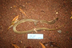 Một người tử vong do chữa rắn độc cắn bằng mẹo dân gian 