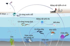 [Infographics] Hạt vi nhựa gây ô nhiễm nguồn thức ăn từ biển