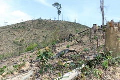 Tổ Công tác đặc biệt ra quân xử lý vi phạm về đất đai tại Phú Quốc