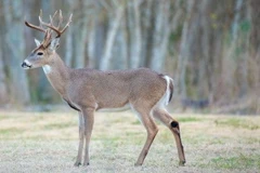 Canada phát hiện biến thể mới của virus SARS-CoV-2 ở loài hươu